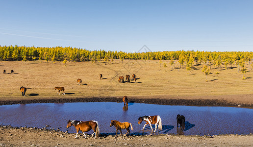 内蒙古秋季黄色草原河边马群饮水远处松林黄叶图片