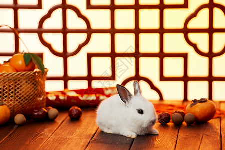 兔年喜庆新年静物装饰背景图片