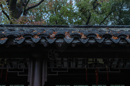 秋雨中的苏州天平山秋景背景图片