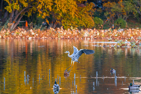 手绘秋季鸟类秋天霜降时湖面的倒影与白鹭背景