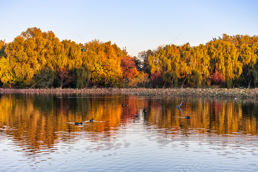 秋天湖面金黄的树林与倒影图片