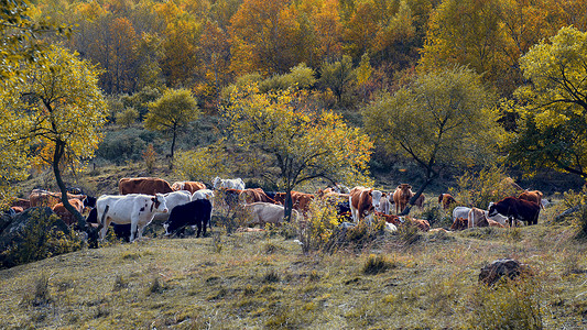 内蒙古大青山秋色牛群背景图片