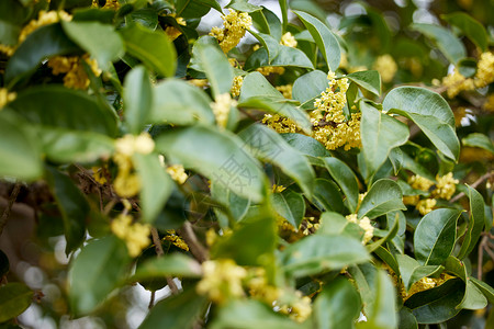 桂花深秋桂香芒高清图片