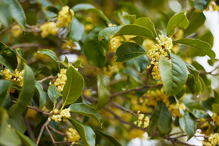 桂花特写湿润桂香芒高清图片