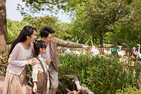 幸福一家人在动物园观赏火烈鸟图片