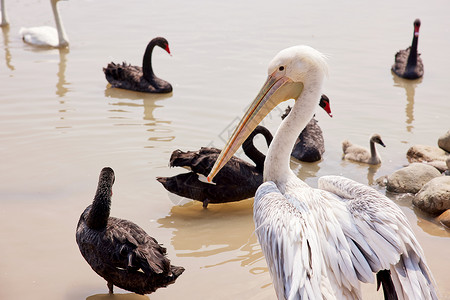 手绘长嘴鹤湖里的黑天鹅与长嘴鹤背景