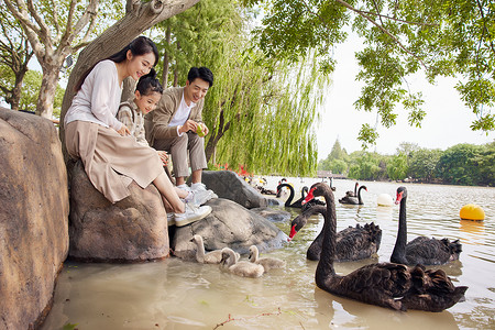 湖边与天鹅互动的幸福家庭图片