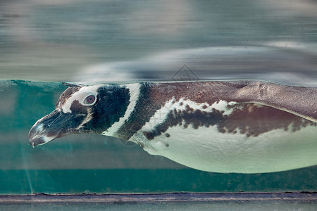 极地动物园水里的可爱企鹅背景