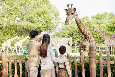 幸福家庭跟长颈鹿互动背影图片