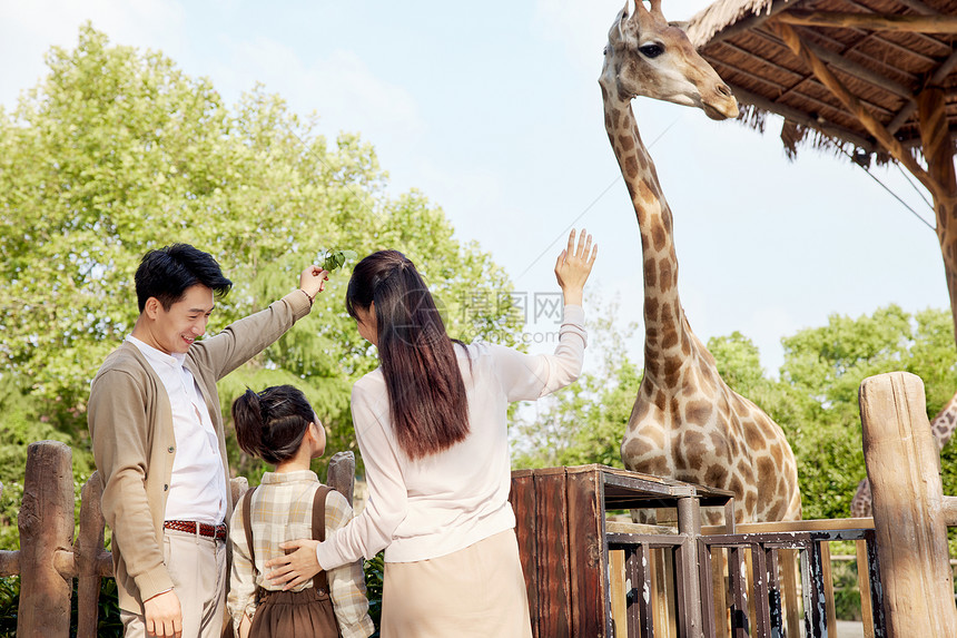 幸福家庭跟长颈鹿打招呼互动图片