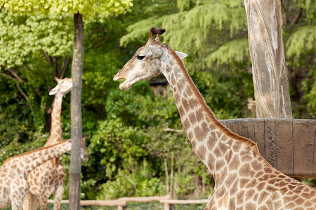 动物园里可爱的长颈鹿图片