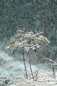 大雪纷飞中孤独的树背景图片