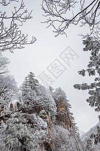河南老君山银装素裹雪景背景图片