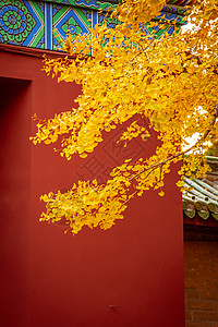 银杏红墙秋天浪漫唯美的红墙古建筑与银杏背景