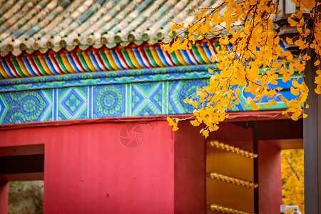 北京银杏秋天浪漫唯美的红墙古建筑与银杏背景