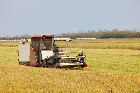 农民收稻子秋天收割机运作收水稻背景