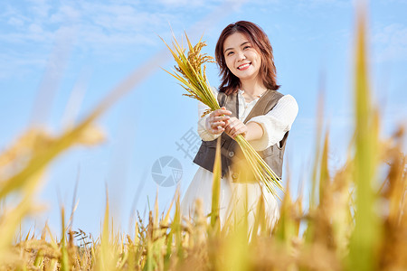 秋季稻田里手拿水稻的美女图片