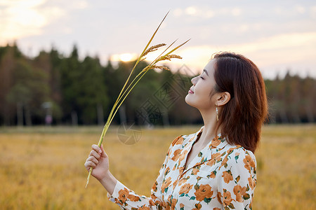 漫步的少女夕阳下稻田里的少女背景