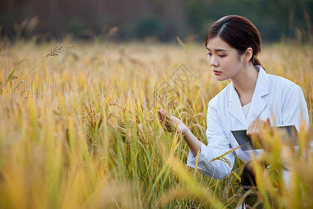 研究领域农业女科技专家稻田里研究水稻背景