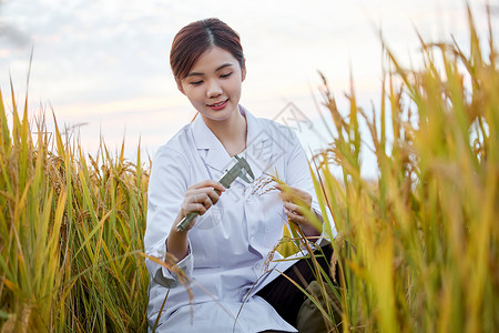 农业科技专家稻田里研究水稻形象图片