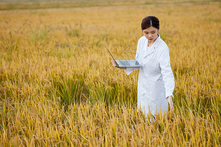 农业科技专家稻田里研究水稻行行行高清图片