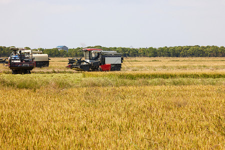收割机收水稻农作物图片