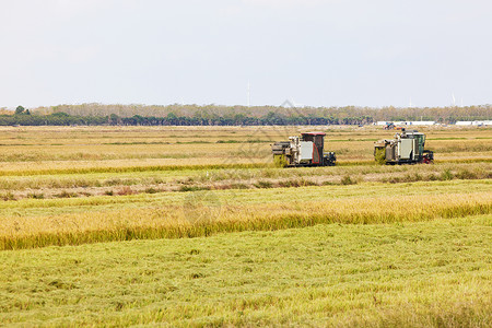 金色稻田里的收割机收水稻高清图片