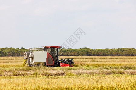 农民使用收割机收水稻农作物图片