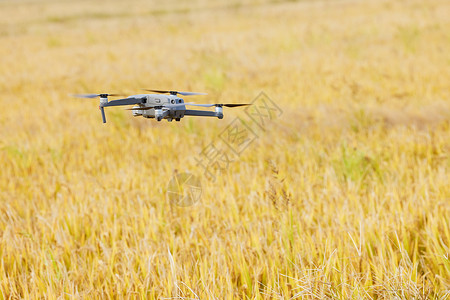 飞机使用素材使用无人机观察水稻背景