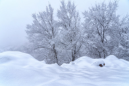 冰天雪地雾凇树木图片