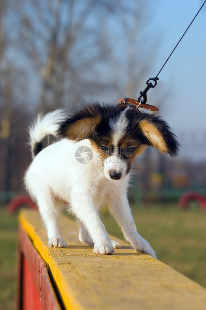 品种蝴蝶犬小狗的画像图片