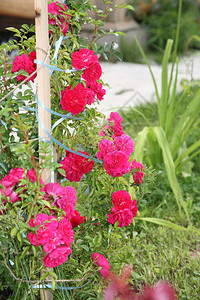 玫瑰丛红玫瑰夏季图片