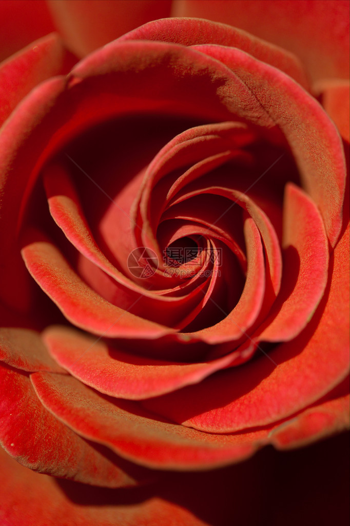 美丽的红玫瑰是爱情的象征图片