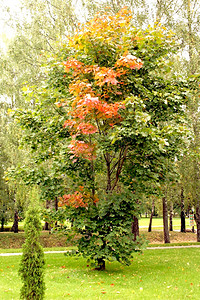 秋天的枫树有彩色的叶子图片