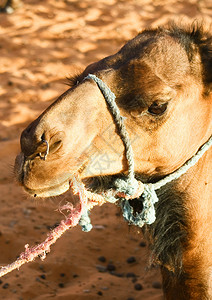 骆驼的肖像图片