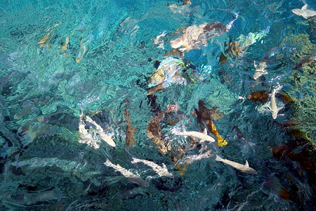 红海清澈水中的彩色鱼图片
