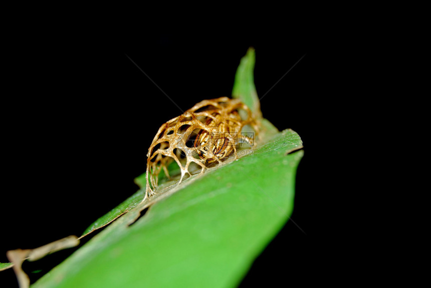 青木监狱的利皮多帕氏大肠杆菌Cocoonoflepidopteraaatjail图片