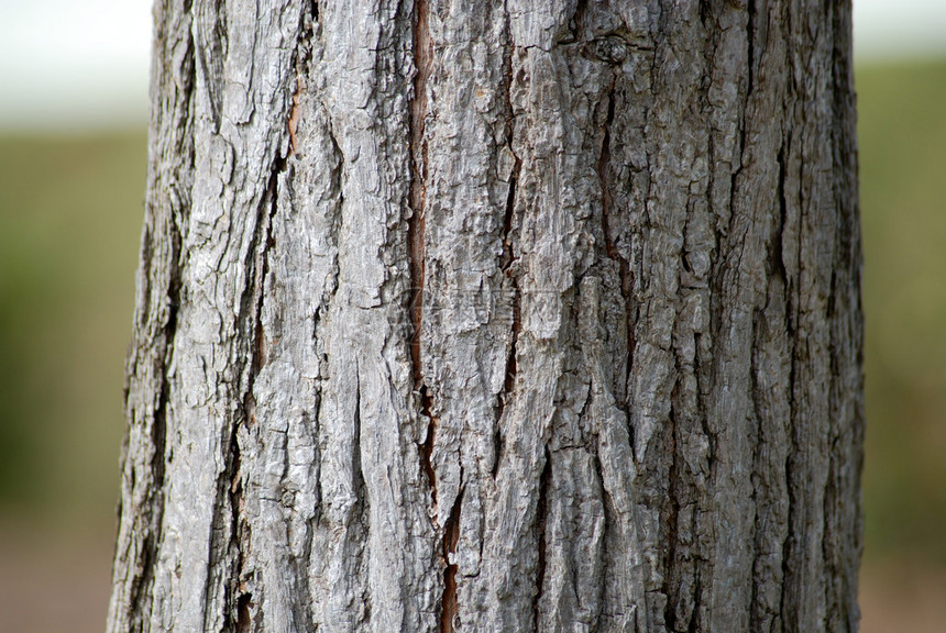 塞德罗树的曲棍球塞德雷拉菲西里图片