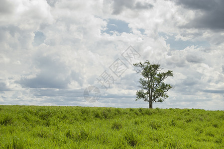 草原上的老树巴西南部帕拉纳图片