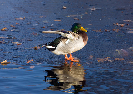 鸭子在秋天池塘的冰上清理翅膀图片
