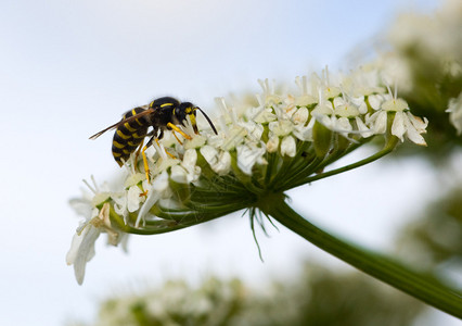 Hoverfly在花牛欧洲防风草上关闭图片