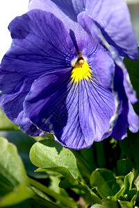 紫罗兰色三色紫罗兰特写图片