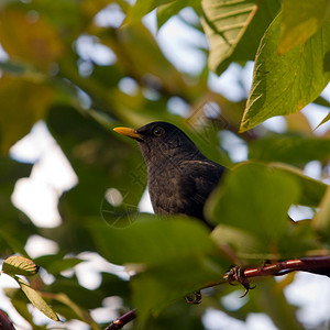 秋天灌木丛中的黑鸟图片