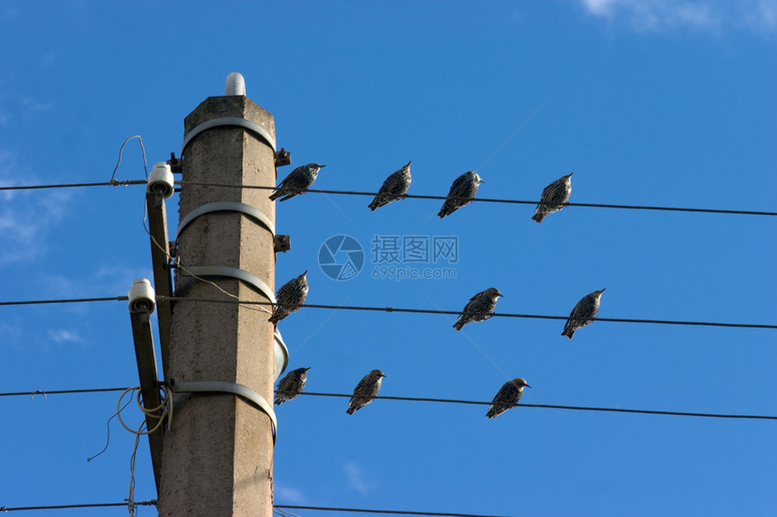 天空背景上的电线上的椋鸟群图片