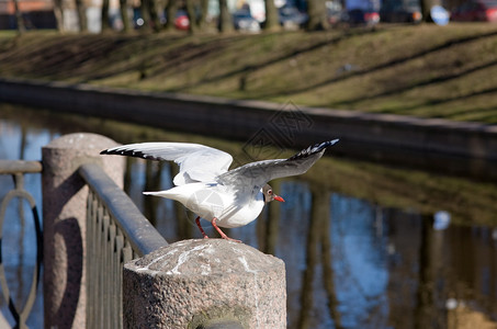 海鸥从河边的栏杆上飞起来图片