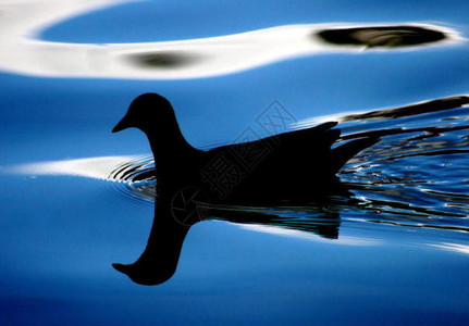 一只鸟在湖上的剪影图片