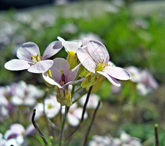 高山花卉图片