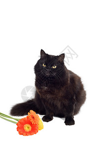 黑猫和鲜花图片