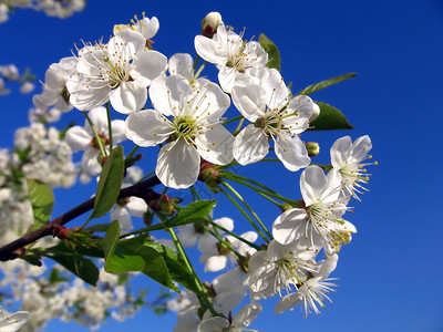 在蓝天背景的开花的樱桃树图片