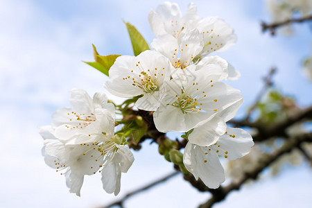 春天开花樱桃树花和天空图片